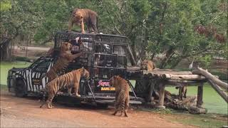 Подробный отзыв про экскурсию в зоопарк Safari World в Бангкоке