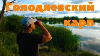 Карпфишинг. Магазин Голодяевский карп. Ловля карпа летом.