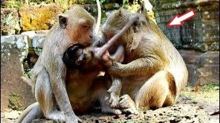 So Nice! Popeye Tries Help Nursing Baby Jilla, PE Loves Clean Baby Jilla's Body