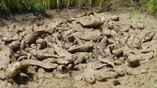 Unbelievable Catch Fishes By Hand From Big Hole In Dry Soil Muddy - Unique Fishing