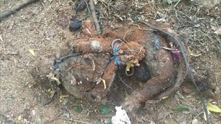 Monkey tortured abused and killed by Medical students | Vellore, Christian medical college |FIR jail