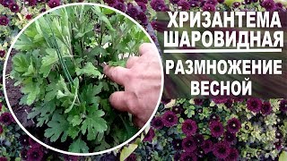 Шаровидные хризантемы весной  Как рассадить для хорошего цветения