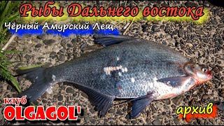 Трофейный Черный Амурский Лещ   Рыбы Дальнего Востока р Амур  архив