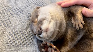 カワウソさくら 手足をカワウソ猫に捧げる飼い主と最後にぷぅぷぅミサイルを発射するカワウソ Owner devoting their limbs to otter and cat