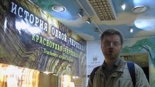 Сколько живут черепахи?