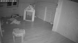 Хасята онлайн. Яника и разноцветное счастье.Husky Puppies LiveCam. Yanika and Colors of Happiness