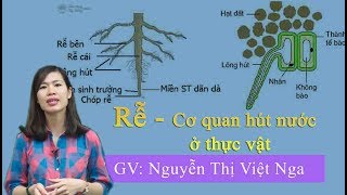 Rễ - cơ quan hút nước của thực vật – Sinh học 11 – cô Nguyễn Thị Việt Nga
