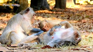Congrats!! Old pregnancy Tima get grooms by Lucy, Timo groom comfort mom wanna see bro/sis soon.