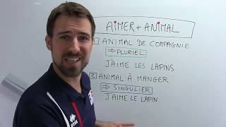 Capsule en français : Kévin aime les lapins