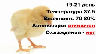 Лучший режим инкубации куриных яиц в бытовом инкубаторе ? Таблица инкубации цыплят ? Инкубация кур