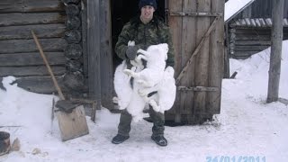 охота на зайцев петлями