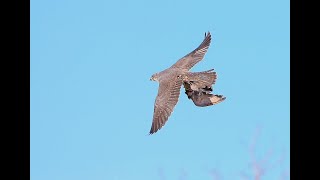 Ястреб и Сокол пришли на охоту | Hawk and Falcon come hunting