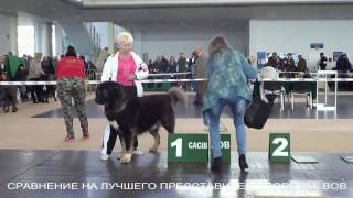 ВЫСТАВКА КАВКАЗСКИХ ОВЧАРОК ПОЗДАНЬ, CACIB. ВСЕ СРАВНЕНИЯ. www.r-risk.ru +72262205603 ТАТЬЯНА