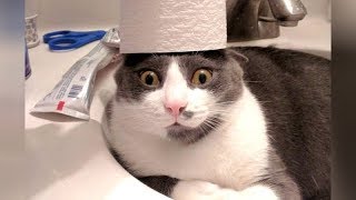 CRAZY CATS vs PAPER, get ready for SUPER LAUGHING! - Funny CAT VIDEOS