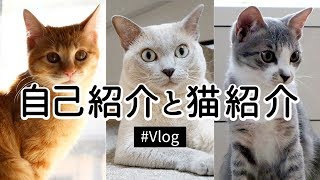 【Vlog】森の家の自己紹介と猫紹介（出身・職業など）Self introduction and cat introduction