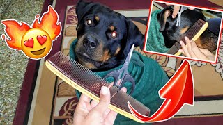 Rottweiler Hair Cutting For Party || Dog can talk part 14 || Roxy || Review reloaded | Epic Reaction