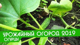 Урожайный огород 9 июля новое видео 2019 огурцы и томаты | Татьяна ушла в магазин