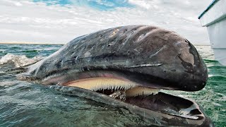 Рыбаки поймали САМОЕ БОЛЬШОЕ СУЩЕСТВО За Всю Историю Земли!