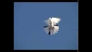 Голуби Николаевские / Nikolaevskie pigeons