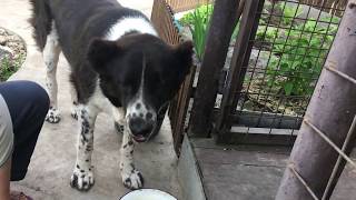 ЧЕМ Я КОРМЛЮ СРЕДНЕАЗИАТСКУЮ ОВЧАРКУ ( Beef chicken: Central Asian shepherd dog feeding).