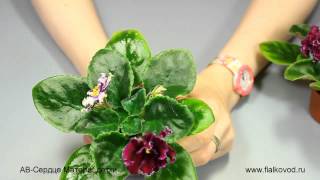 фиалка АВ-Сердце Матери, детки