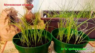 Практические советы по уходу за рассадой лука. Стрижка, подкормка, полив. Лук-севок до посадки