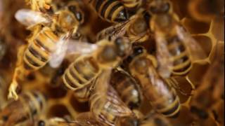 Projet film Ruches de Biodiversité