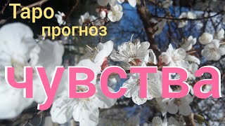 Таро прогноз ЧУВСТВА? КАКИЕ У НЕГО ЧУВСТВА?  Онлайн гадание на картах Таро asmr видео Hygge