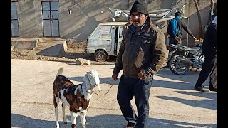 Jaipur Bakra Mandi rajasthan Jaipur goat market live updet cover with price 25 January 2020