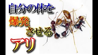自分の体を爆発させるアリの新種が発見される！その名も「ジバクアリ」外敵の襲来に応じて自爆する(世界不思議DX)