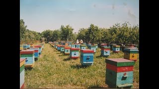 Пчелопакеты, пчеломатки 2019: бакфаст, карника, карпатка. т.89603022455