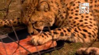 Cheetah Cubs Celebrate 1st Birthday - Cincinnati Zoo