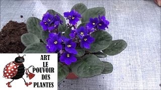 Tuto jardinage: Saintpaulia: Arrosage et entretien: plante verte d' intérieur