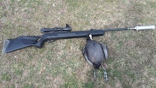 охота с пневматикой хатсан 125 !точный выстрел в голову лысухе (Evil Hunter)