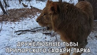 ДРУЖЕЛЮБНЫЕ ЛЬВЫ ПРИМОРСКОГО САФАРИ-ПАРКА