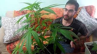 Diferentes podas en la marihuana