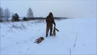 Охота на лису норная,с  ягдтерьером. Hunting foxes, with Jagdterrier