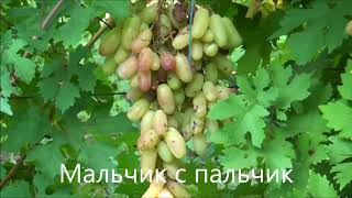 Мальчик с пальчик