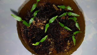 ❤?Рассада сладкого перца из свежих семян разные сроки посадки