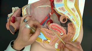 female reproductive anatomy model 01