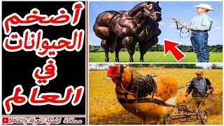 ? أضخم وأكبر 5 حيوانات في العالم، لن تصدق بأنها موجودة ?