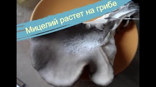 Мицелий на поверхности гриба