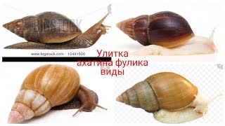 УЛИТКА АХАТИНА ФУЛИКА ВИДЫ!