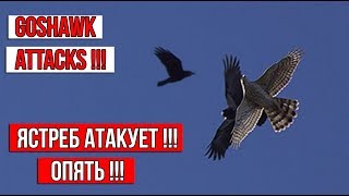 Ястреб снова атакует моих голубей | The hawk attacks my pigeons again