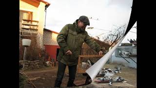 Николаевские голуби Сергея Родионова (О моём друге...). Волгоград. Часть 57
