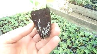 КАК СДЕЛАТЬ КАССЕТНУЮ РАССАДУ КЛУБНИКИ ? НАШ ЭФФЕКТИВНЫЙ МЕТОД.