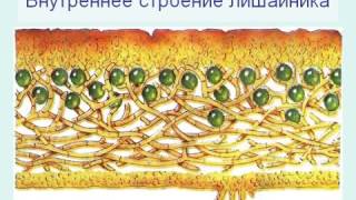 Внутреннее строение лишайника