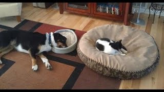 Funny cats stealing dogs beds