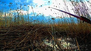 Карась на боковой кивок, в густом камыше!!!! Поиски карася в забродниках вечером!!!