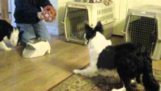 Una Mica (Border Collie Rescue TX)